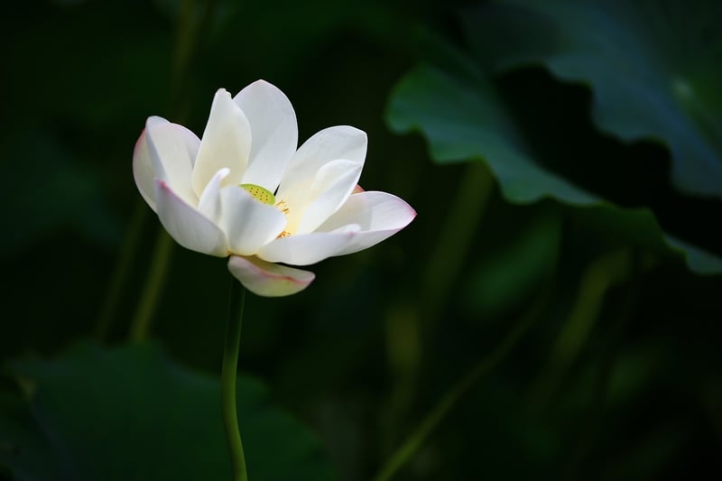 Yoga meditation